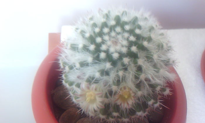 2015-03-12 15.37.57 - CACTUSI 2015