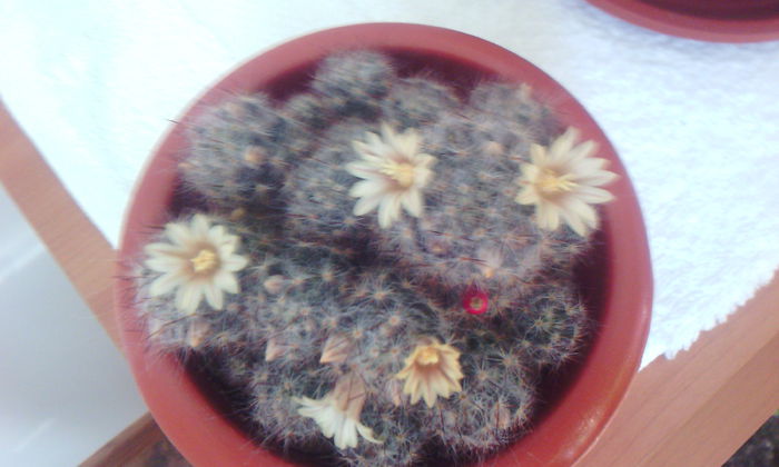 2015-03-12 15.09.38 - CACTUSI 2015