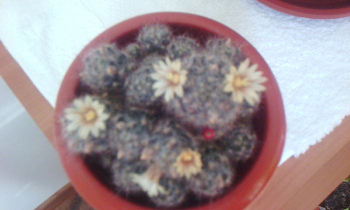 2015-03-12 15.09.41 - CACTUSI 2015