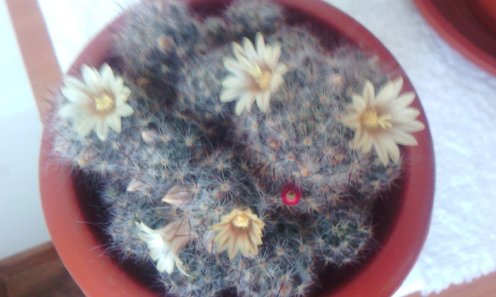 2015-03-12 15.10.00 - CACTUSI 2015