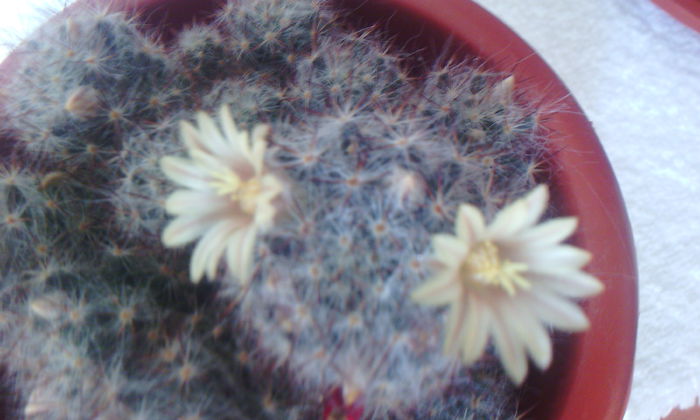 2015-03-12 15.10.26 - CACTUSI 2015