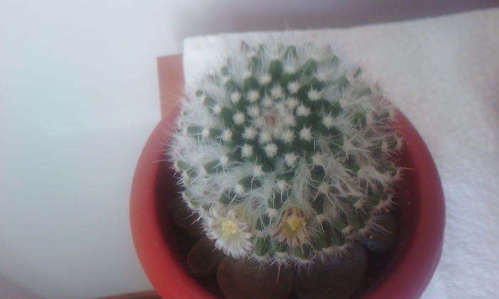 2015-03-12 15.36.33 - CACTUSI 2015