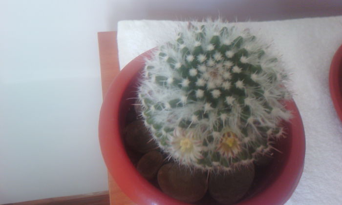 2015-03-12 15.37.17 - CACTUSI 2015