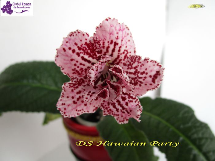DS-Hawaian Party (15-03-2015) - Streptocarpusi 2015