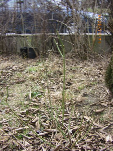 angela - gradina 2015