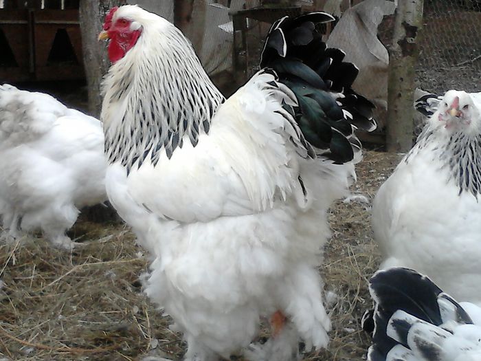 DSC_0552 - BRAHMA 2015