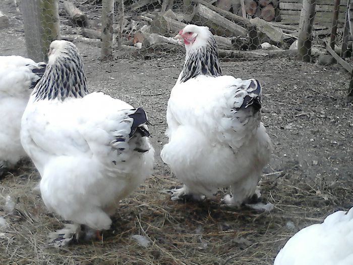 DSC_0554 - BRAHMA 2015
