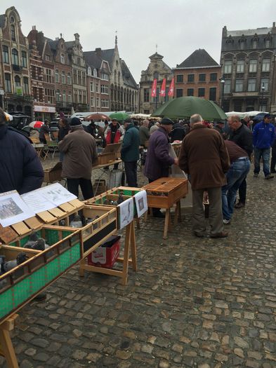 image - Lier Market Pigeon Paradis in Belgium