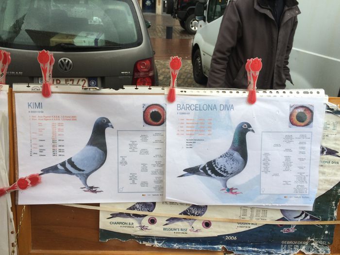 image - Lier Market Pigeon Paradis in Belgium