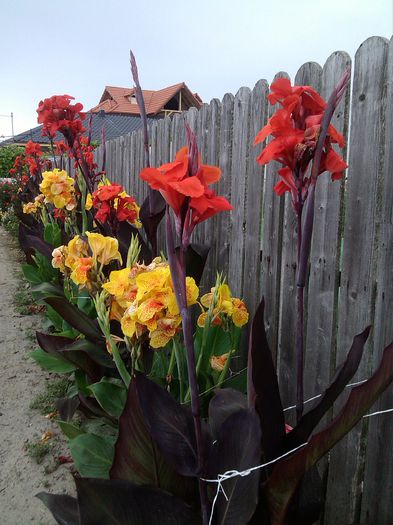 PHOTO_20140724_090019 - canna indica la ghiveci 2016