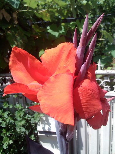 PHOTO_20140719_134150 - canna indica la ghiveci 2016