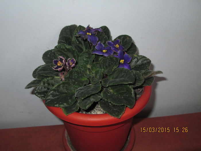 IMG_1080 - Florile mele martie 2015