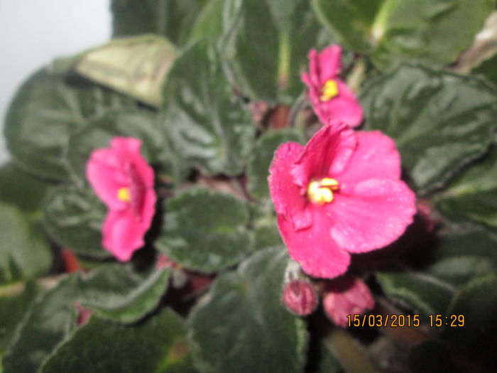 IMG_1091 - Florile mele martie 2015