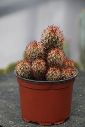 Mammillaria elongata -12lei - Cactusi de vanzare