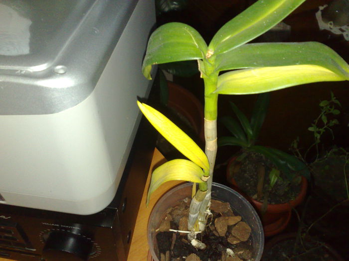 orhidee de la Brandusa