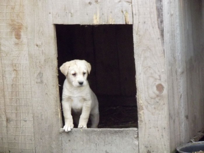 catelusa labrador nascuta in 10.01 (1) - lassie