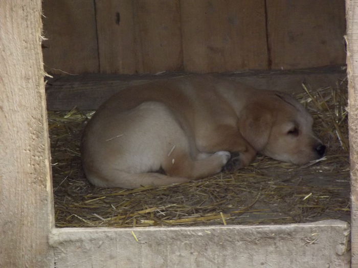 catelusa labrador nascuta in 10.01 (2) - lassie