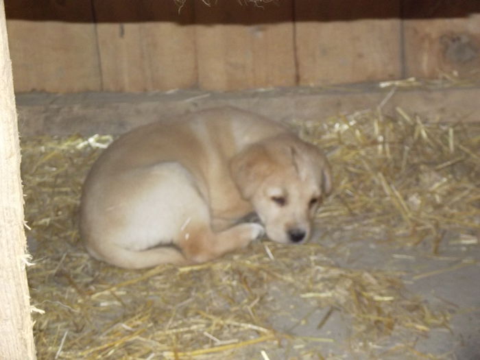catelusa labrador nascuta in 10.01 (3) - lassie