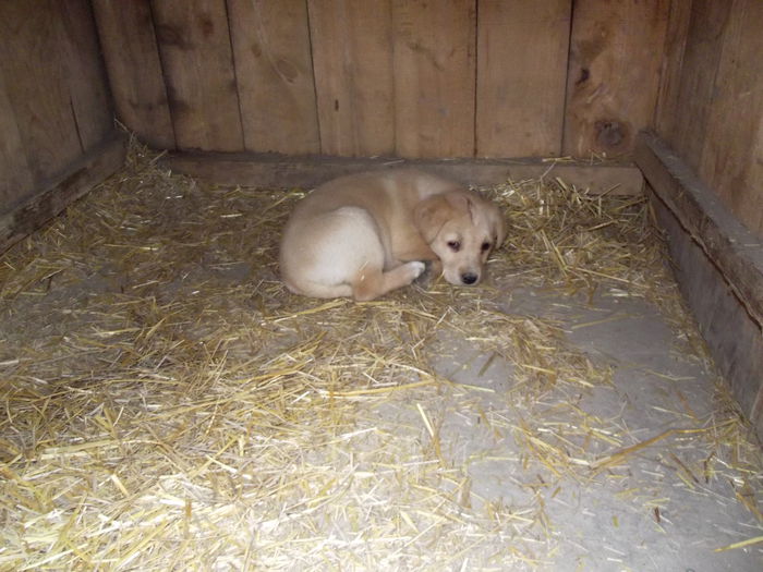 catelusa labrador nascuta in 10.01 (4) - lassie