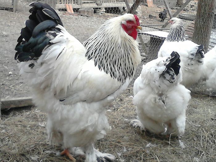 DSC_0555 - BRAHMA 2015