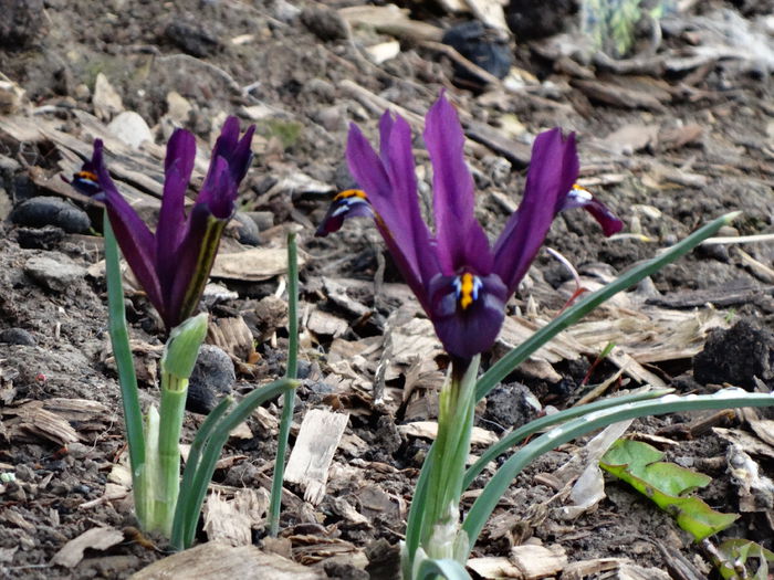 14.03.2015 iris reticulata george