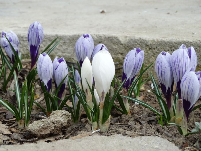 14.02.2015 crocusi pickwick - b-primavara 2015