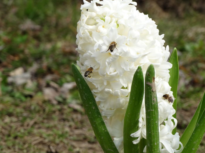 14.02.2015 zambiluta plantata acum 14.02.2015 zambiluta plantata acum