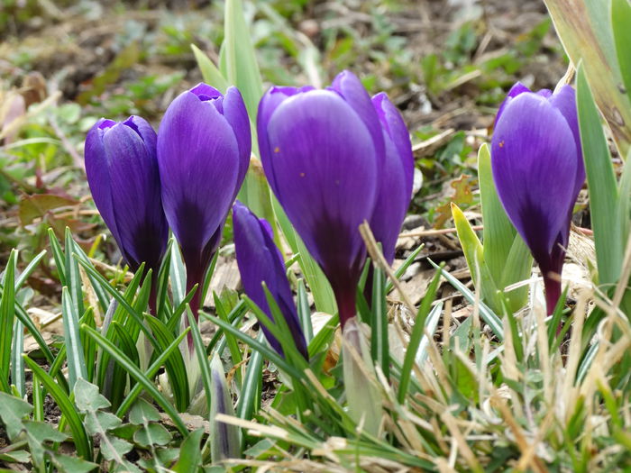 14.02.2015 vernus, flower record 14.02.2015 vernus, flower record