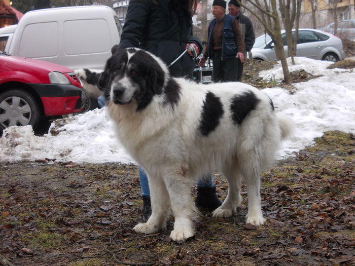 DSCN0021 - Ciobanesti de Bucovina- Predeal 2015