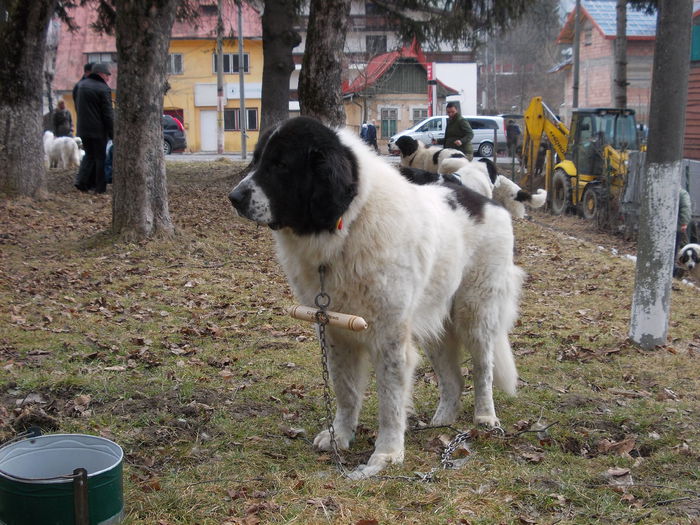 DSCN0023 - Ciobanesti de Bucovina- Predeal 2015