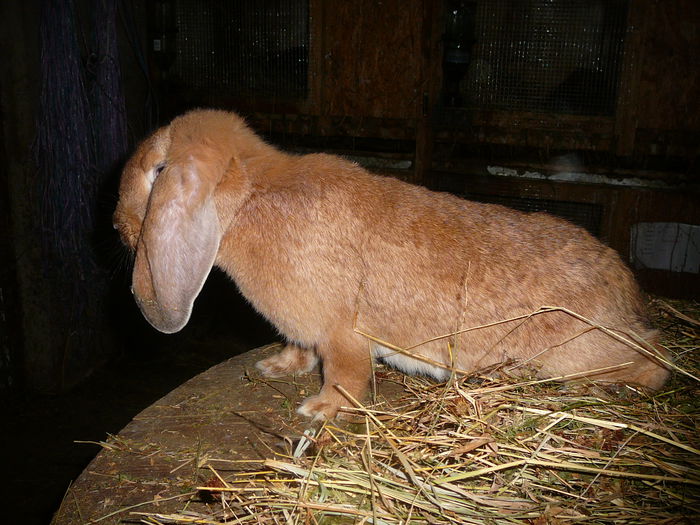 Femela culoarea : Galben_A (2015) - arhiva matca-berbeci