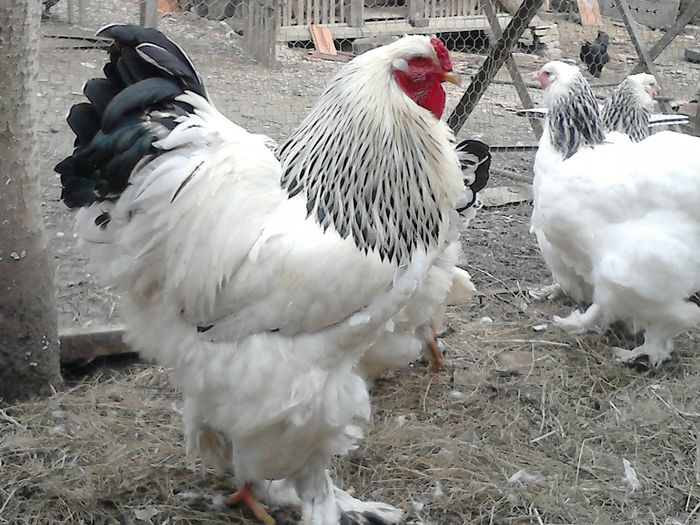 DSC_0556 - BRAHMA 2015