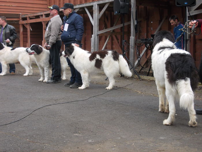 DSCN0046 - Ciobanesti de Bucovina- Predeal 2015