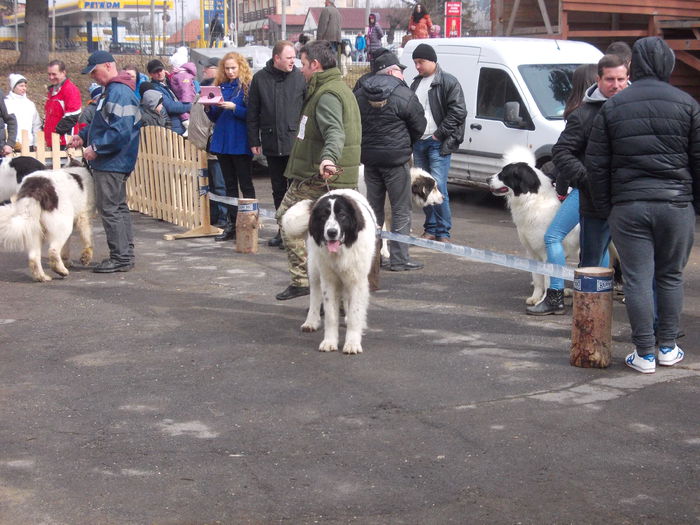 DSCN0050 - Ciobanesti de Bucovina- Predeal 2015