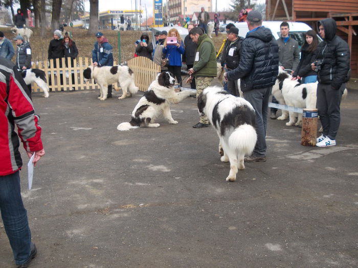 DSCN0059 - Ciobanesti de Bucovina- Predeal 2015