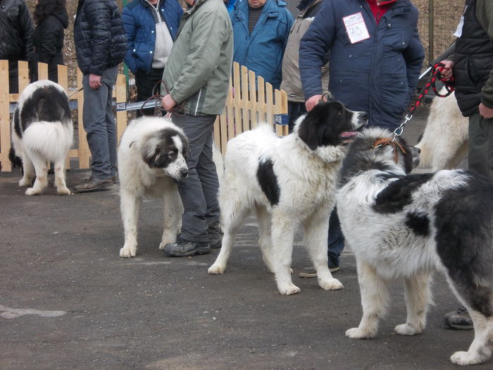 DSCN0068 - Ciobanesti de Bucovina- Predeal 2015