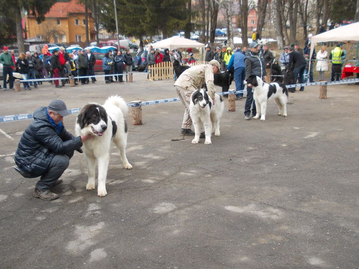 DSCN0070 - Ciobanesti de Bucovina- Predeal 2015