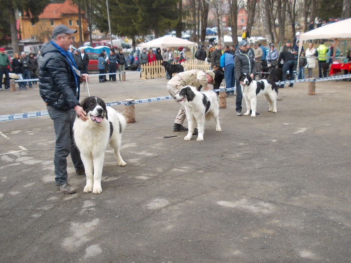 DSCN0071 - Ciobanesti de Bucovina- Predeal 2015
