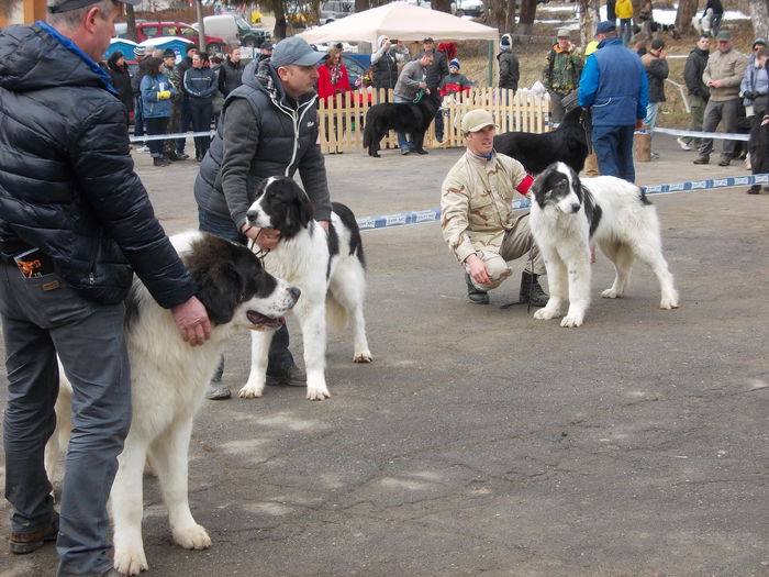 DSCN0072 - Ciobanesti de Bucovina- Predeal 2015