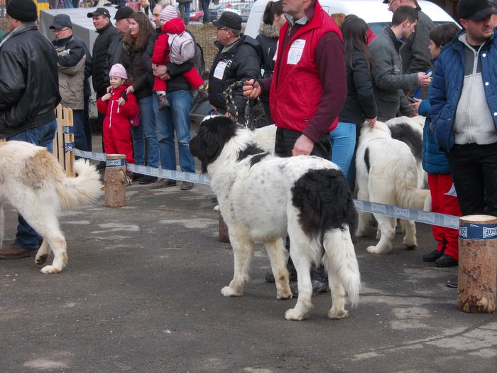 DSCN0073 - Ciobanesti de Bucovina- Predeal 2015