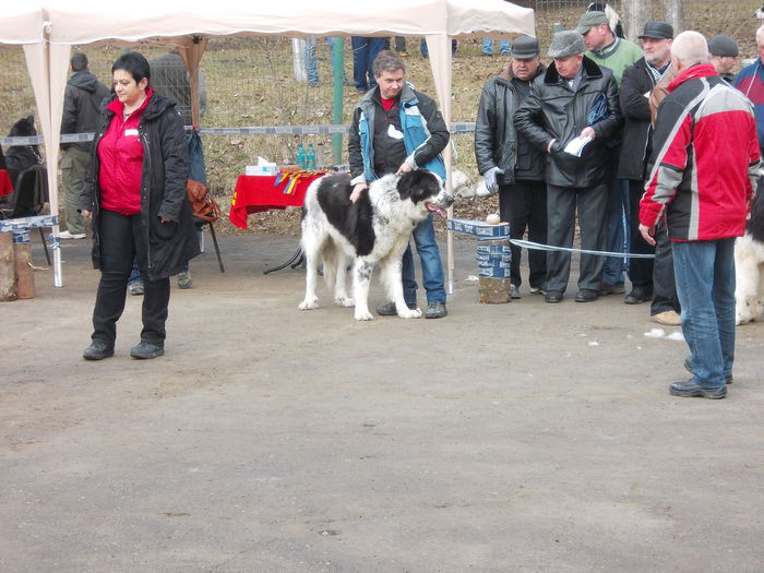 DSCN0075 - Ciobanesti de Bucovina- Predeal 2015