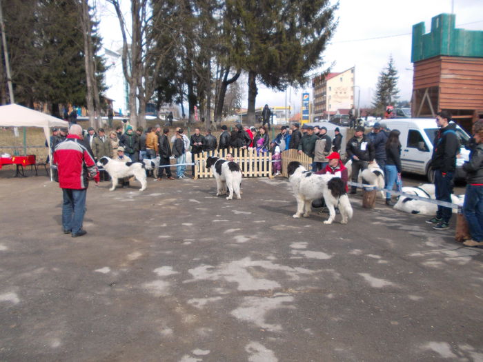 DSCN0082 - Ciobanesti de Bucovina- Predeal 2015