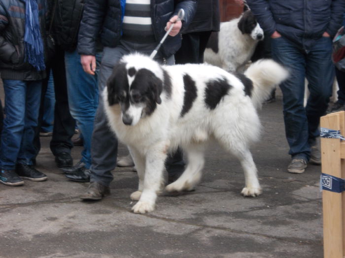 DSCN0090 - Ciobanesti de Bucovina- Predeal 2015