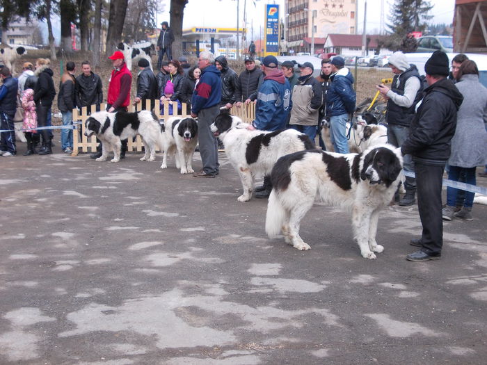 DSCN0105 - Ciobanesti de Bucovina- Predeal 2015