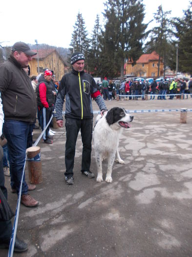 DSCN0109 - Ciobanesti de Bucovina- Predeal 2015