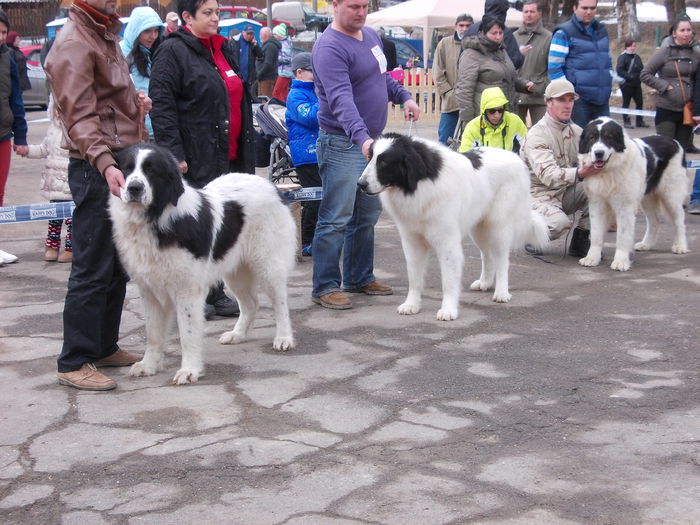 DSCN0133 - Ciobanesti de Bucovina- Predeal 2015