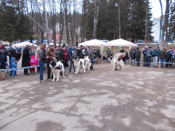 DSCN0134 - Ciobanesti de Bucovina- Predeal 2015