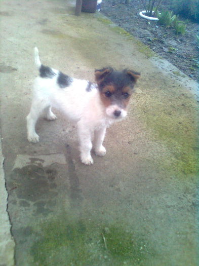 0138244296 - Fox terrier