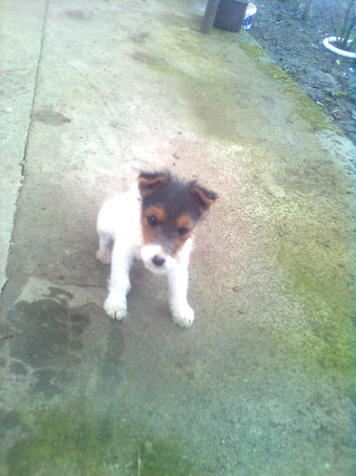 0138244297 - Fox terrier