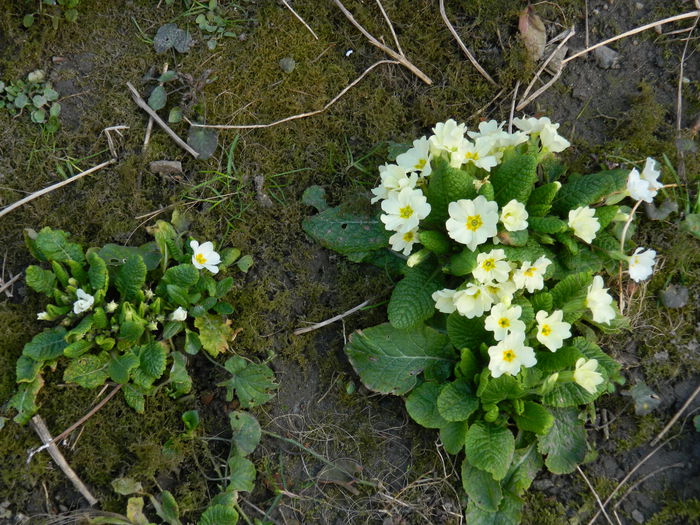 DSCN0616 - 2015_MARTIE